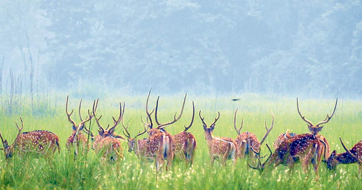 शुक्लाफाँटा भ्रमण गर्ने पर्यटकलाई ‘नेचर गाइड’ निःशुल्क